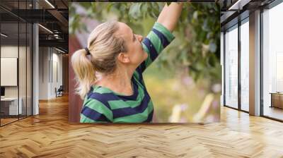 Woman picking up green apples from an apple tree  in the garden on a lovely sunny summer day. Girl enjoying apple harvest. Healthy eating and lifestyle concept. Wall mural