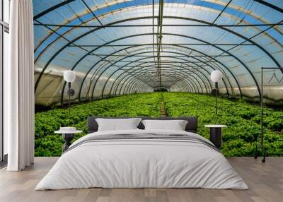 greenhouse nursery for the cultivation of salad and other vegatable Wall mural