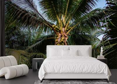 Large palm tree with hanging coconuts Wall mural