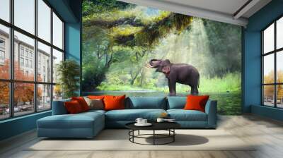 wild elephant in the beautiful forest at kanchanaburi province in thailand, (with clipping path) Wall mural