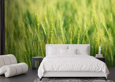 close up green barley field Wall mural