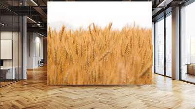 close up green barley field Wall mural