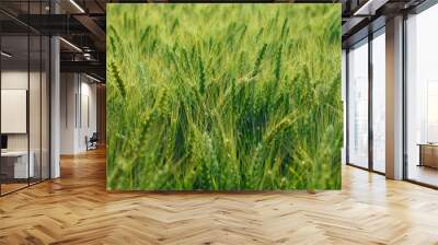 close up green barley field Wall mural