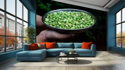 Human hands holding a plate of lima beans Wall mural