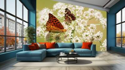 Orange butterfly macro Wall mural