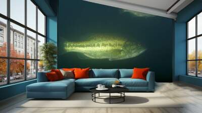 Underwater photo of the largemouth bass (Micropterus salmoides) in Soderica Lake, Croatia Wall mural