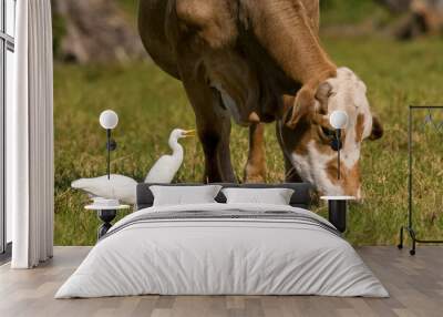 cow in the field with cattle egret Wall mural