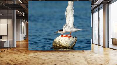 Forster's Tern Perched on a crab trap buoy Wall mural