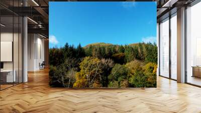 trees and blue sky Wall mural