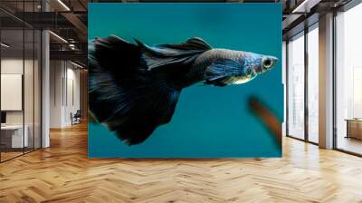 Male Black Guppy in freshwater Aquarium Wall mural