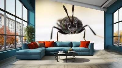 Soldier fly close up Wall mural