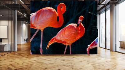 Two red flamingos standing on the shore Wall mural