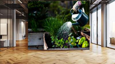 Backyard outdoor portrait of a woman gardener hands planting letuce in vegetable garden. Wall mural