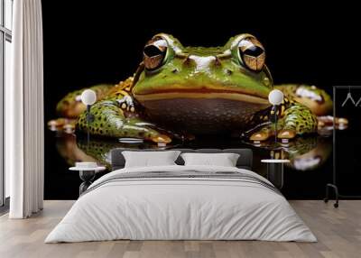 European tree frog (Hyla arborea) isolated on black background Wall mural