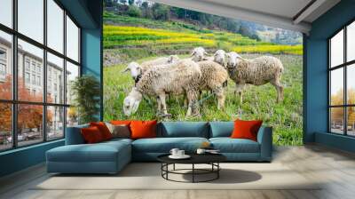 sheep in the agriculture field Wall mural