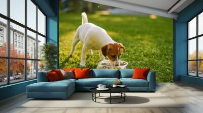 Super Cute Pedigree Smooth Fox Terrier Dog Drinks Water out of His Outdoors Bowl. Happy Little Doggy Having Fun on the Backyard. Sunny Day Outdoors Wall mural