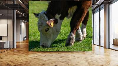 Young bull grazing on a meadow eating green grass, free range livestock animal in UK Wall mural