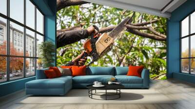 Lumberjack in a black shirt sawing a chainsaw on mango tree. Wall mural