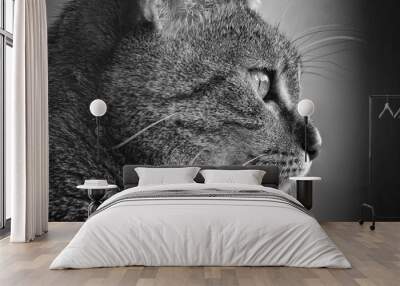 Katze SW Wall mural