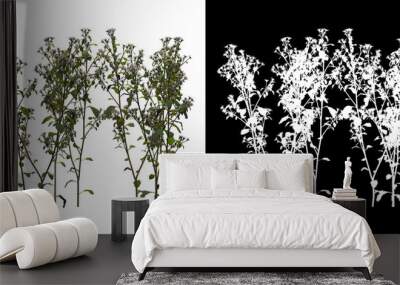 Left view of tree (Euphorbia Heliscopia) png with alpha channel to cutout 3D rendering Wall mural