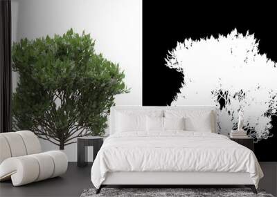 Left view of tree (Ligustrum Lucidum) png with alpha channel to cutout 3D rendering Wall mural