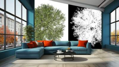 Top view of tree (Shinus Molle) png with alpha channel to cutout 3D rendering Wall mural