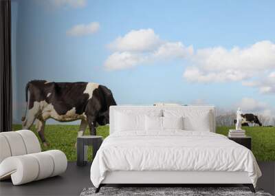 Black and white Holstein dairy cow grazing on the skyline  in a green pasture  against a blue sky with white clouds and the herd in the background Wall mural