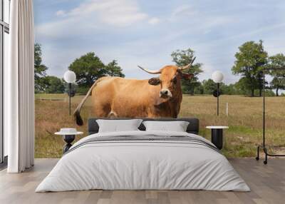 Single brown Aubrac beef cow standing sideways in a pasture in sunshine. A French breed often used as suckler cows.  Wall mural