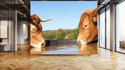 Two thirsty Limousin beef cows drinking from a plastic  water tank in a pasture on opposite sides, close up of their heads  Wall mural