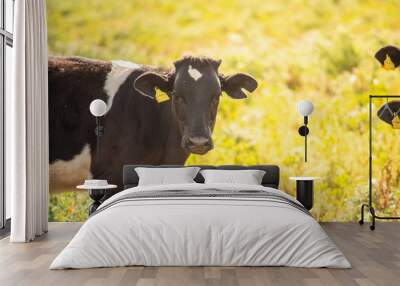 View of a cow while grazing. The shot is taken during a beautiful sunny day in Sicily, Italy Wall mural