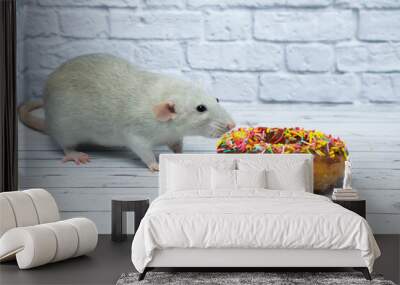 Grey rat eating sweet donut pastry. Not on a diet.birthday. Wall mural