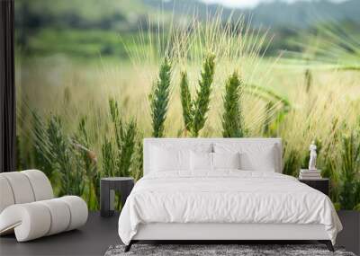 Green wheat field on a sunny day.
 Wall mural