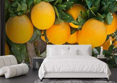 orange tree Wall mural