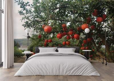 Ripe pomegranate fruits on the tree in garden Wall mural