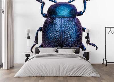 Cobalt milkweed beetle Wall mural