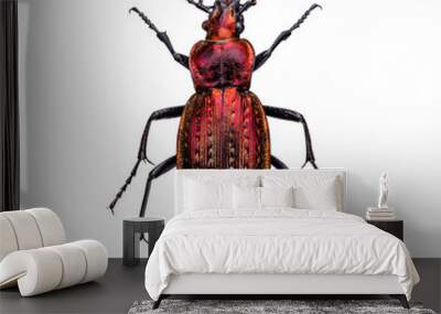 European ground beetle Wall mural