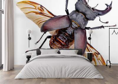 European stag beetle Wall mural