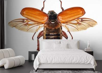 Flying insect, cockchafer isolated on white Wall mural