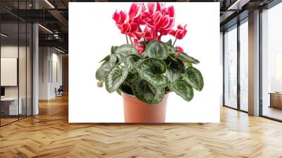 Red and white cyclamen flowers Wall mural