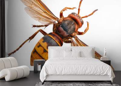 Top view of European hornet Wall mural