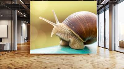 Snail on the metal pole close up view Wall mural