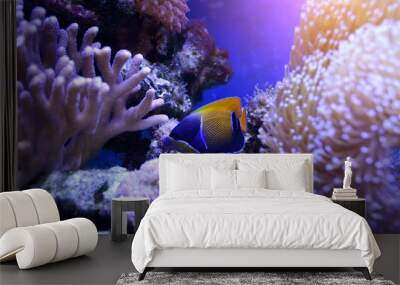 Queen angelfish (Holacanthus ciliaris) from caribbean sea. It is important ornamental fish Wall mural