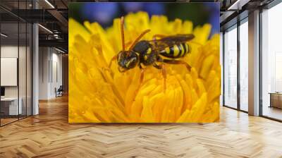 Nomada cuckoo-bee on a dandelion flower Wall mural