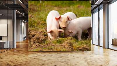 A close up image showing three little piglets that are grazing in a pasture together. Two of them are diving in the grass while the one in the middle is looking at the camera. A funny composition.  Wall mural