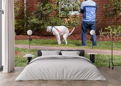 A white dog on leash is squatting on someone's lawn to poop on the grass while the owner holding the leas is waiting nearby. A big sanitary problem and a sign of disrespect in residential neighborhood Wall mural