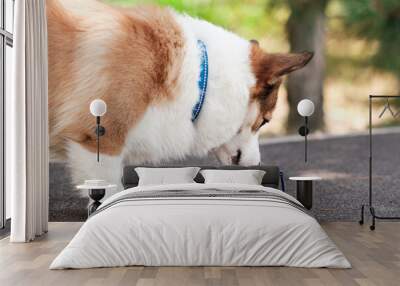 Pembroke Welsh Corgi dog walks in a city park on a sunny day. Drinks water from a collapsible bowl. Cheerful fussy puppies. Raising puppies, cynology, training Wall mural