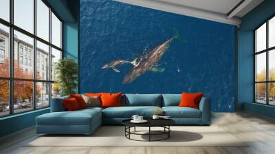 Mom and baby humpback whale swimming together in Maui Hawaii Wall mural