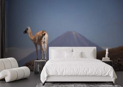 A vicuña (Lama vicugna) or vicuna is one of the two wild South American camelids. Wall mural