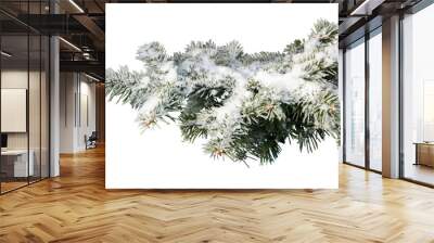 Evergreen tree branch isolated on white background Wall mural