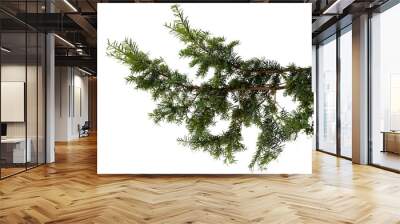 Evergreen tree branch isolated on white background Wall mural